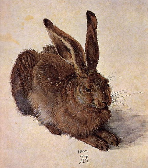 Albrecht Dürer, Young Hare Albrecht Dürer, Young Hare