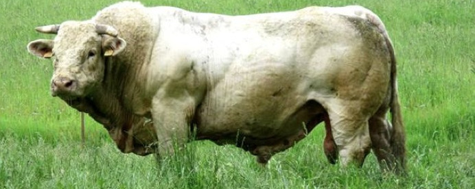 Bull Bull