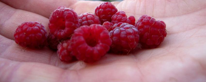 raspberries