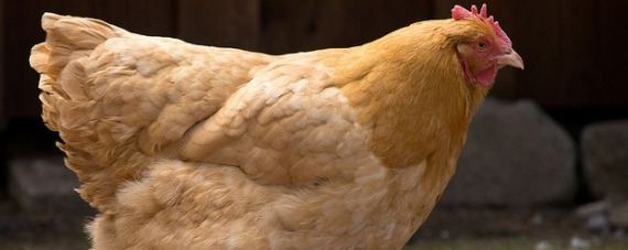 gallina gallina