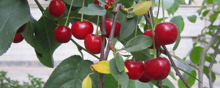 sour cherries