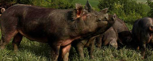 Mora romagnola pigs