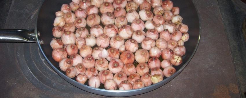 lampascioni lampascioni