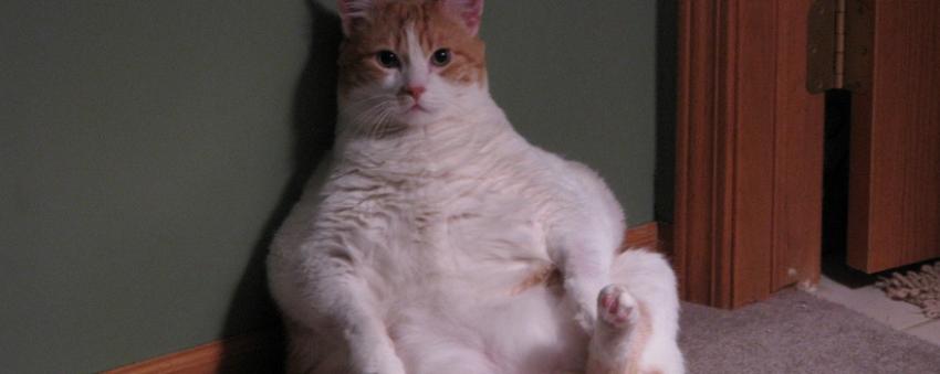 Moe the Fat Cat Moe the Fat Cat