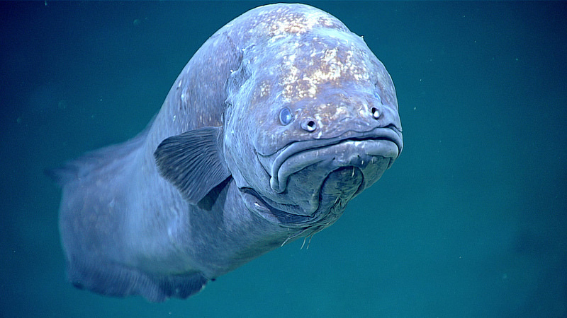 Grumpy Cusk Eel