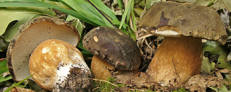 BOLETUS AEREUS Bull.:Fr.