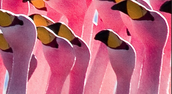 flamingo throats