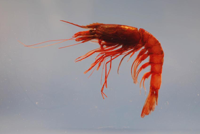 Giant red shrimp ( Aristaeomorpha foliacea ). Gulf of Mexico.
