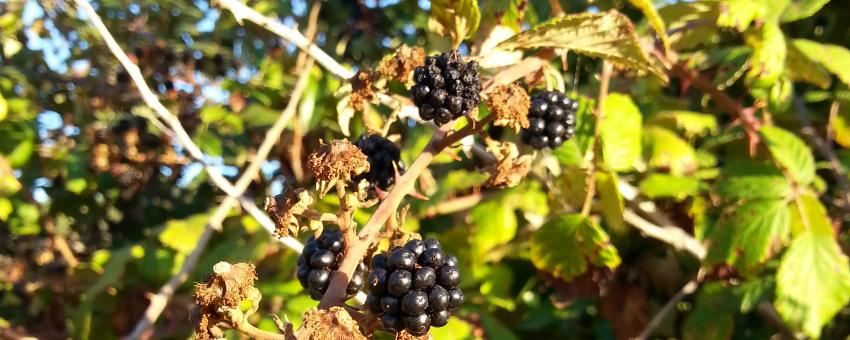 Rubus ulmifolius (Rosaceae) 20170813_195824