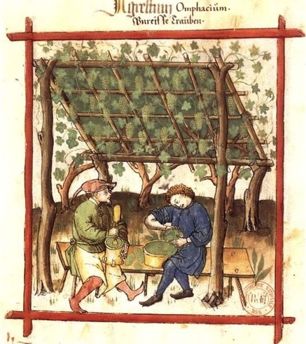 Making agresto in 14th-century Verona