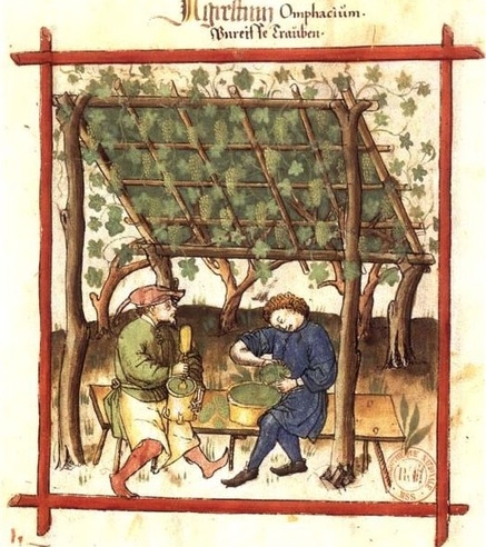 Making agresto in 14th-century Verona Making agresto in 14th-century Verona