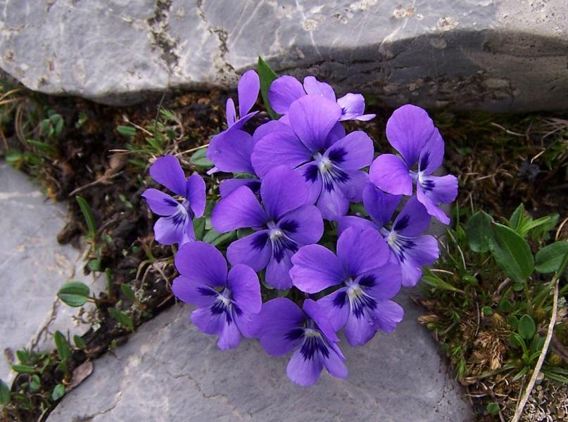 Mountain violets