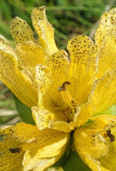 DAM1836 - Genziana gialla maggiore