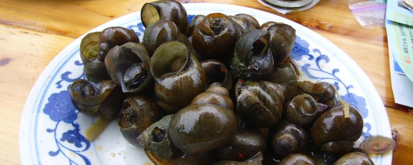 Cooked Sea snails
