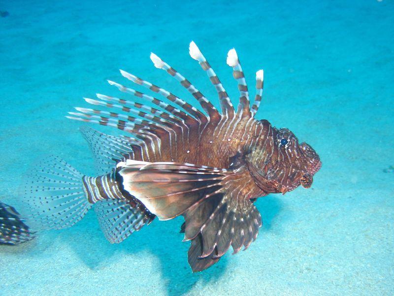 An Red lionfish in Mauritius