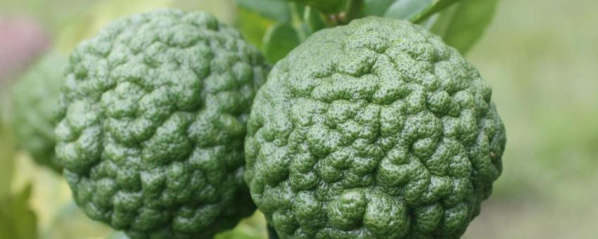 Citrus hystrix fruit. Bellingen, Australia.