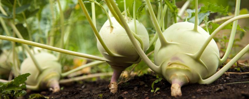 Brassica oleracea var. gongylodes (kohlrabi)