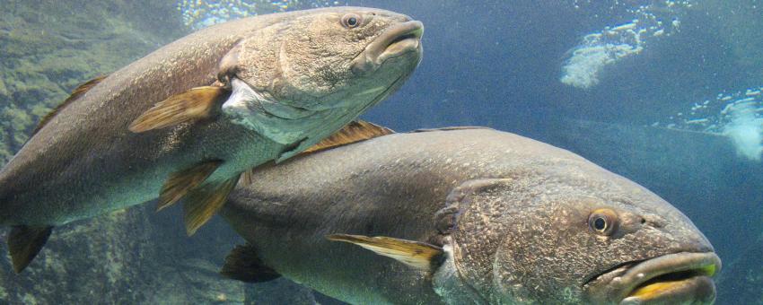 Two meagres (Argyrosomus regius) in Cretaquarium.