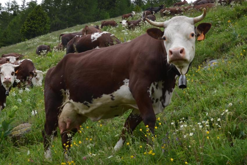 Valldostana peu vermell