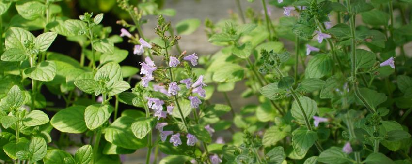Clinopodium nepeta flowers   Picture by M. Zorde