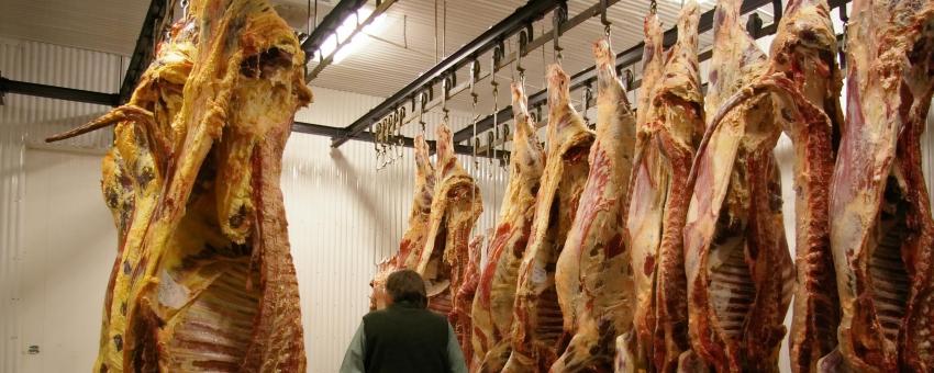 Meat hanging in the first cooler room of the processing facility. Freshly slaughtered animals are on the left, day-old animals on the right.