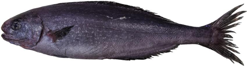 Picture of Centrolophus niger