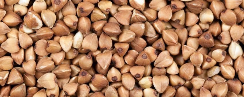 buckwheat buckwheat