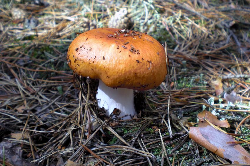 Young russula mushroom