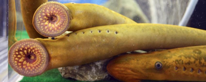 lampreys lampreys