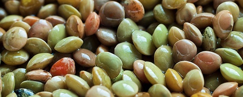 lentils lentils