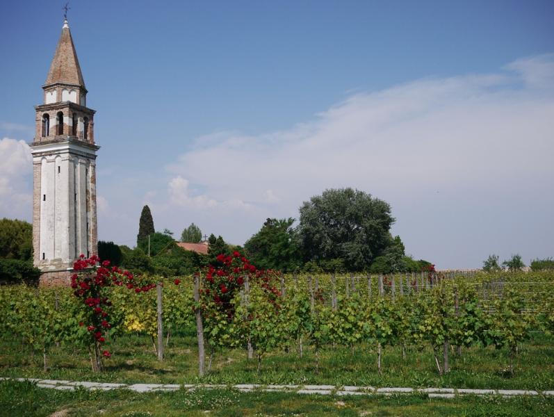 Mazzorbo's vineyards