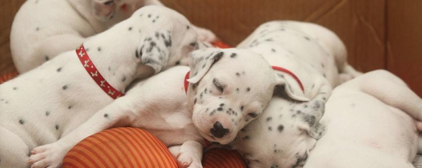 Dalmation puppies